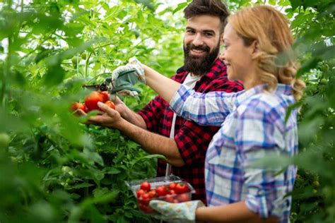 Sustainable Greenhouse Farming: The Future of Agriculture