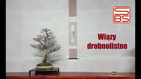 Wiązy drobnolistne Ulmus parvifolia Yatsubusa prace jesienne YouTube