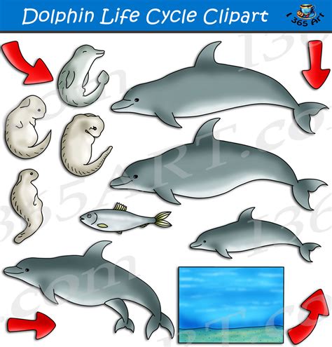 Dolphin Life Cycle Clipart Set Download - Clipart 4 School