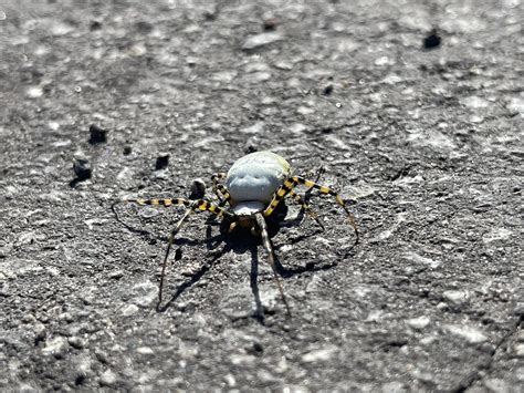 Large reflective spider in Sparks : r/spiders