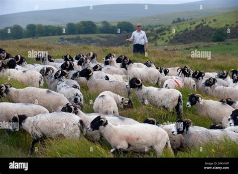 Domestic Sheep Swaledale Ewes Flock On Moorland With Shepherd In