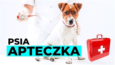 Apteczka Dla Psa Wszystko Co Powinno Si W Niej Znale Youtube