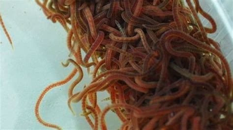 Live Black Worms For Aquarium Fish - David's Aquarium Advice