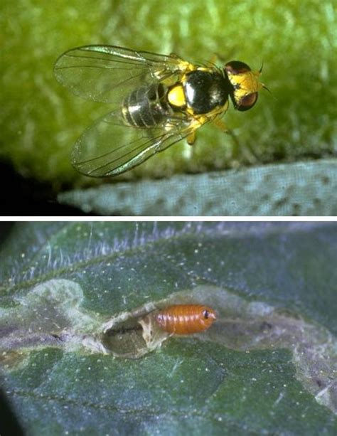 American Serpentine Leafminer Liriomyza Trifolii Nexles