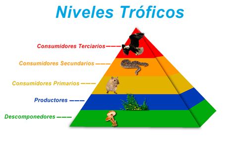 ESTRUCTURA Y FUNCION DE LOS ECOSISTEMAS ESTRUCTURA Y FUNCION DE LOS