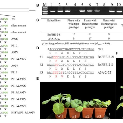 P91 Substitution In Bnaa06 Rga T 0 Mutants Confer A Dwarf Phenotype Download Scientific