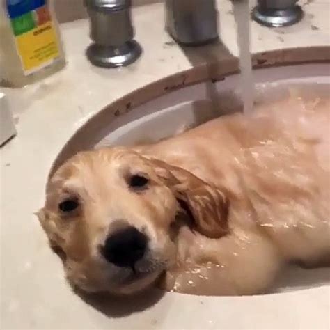 Ce Chien Profite Bien Du Bain Dans L Vier Il Adore Se Faire Masser