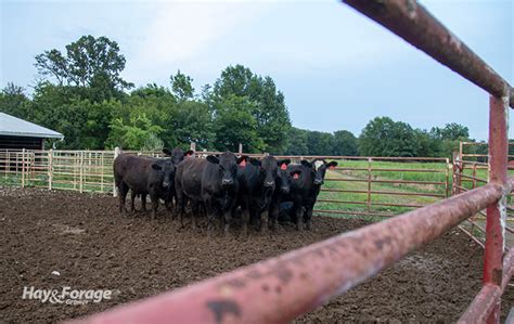 Hit The Bulls Eye With Silage For Beef Hay And Forage Magazine