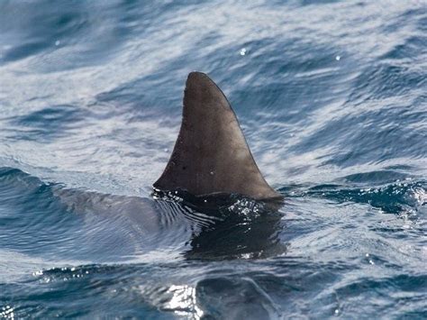 10 Great White Sharks Spotted Off Cape Cod In 24 Hours Barnstable Ma