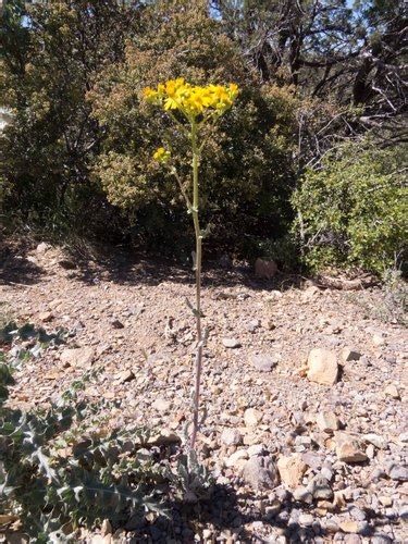 New Mexico Groundsel Plants Of Lone Mesa State Park Inaturalist