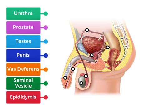 Male Reproductive System Diagram - Labelled diagram