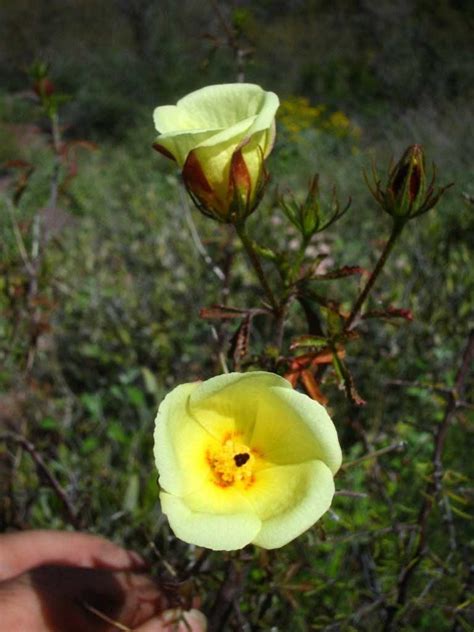 Coulter Hibiscus Hibiscus Coulteri In The Hibiscus Database