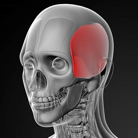 Facial Muscles Anatomy Backgrounds Stock Photos, Pictures & Royalty ...