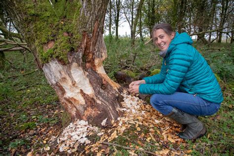 We Need To Talk About Beavers Beaver Trust