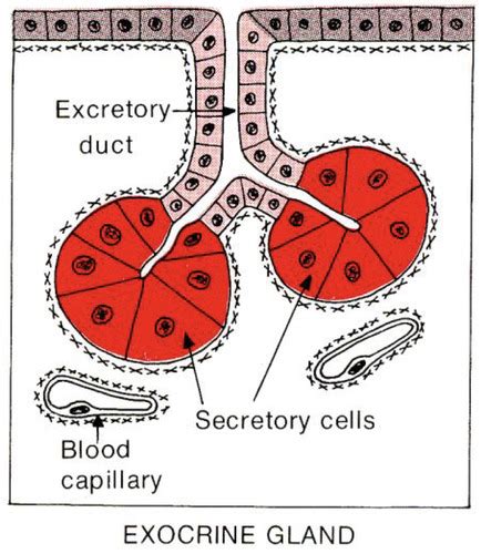 Glands Lecture Flashcards Quizlet