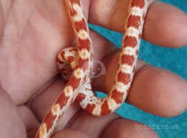 Baby Corn Snake With Brand New Faunarium In Greenwich On Freeads