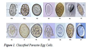 Classification of parasite egg cells using gray level cooccurence ...