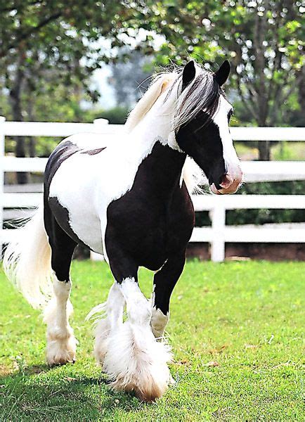 Irish Cob Most Beautiful Horses Animals Beautiful All The Pretty