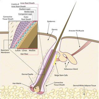 Schematic of the human hair follicle. The hair follicle contains both ...