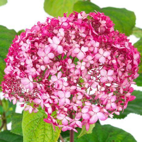 Schneeball Hortensie Pink Annabelle Hydrangea Arborescens Pink