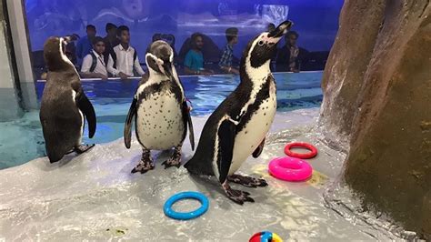 In Pictures Adorable Humboldt Penguins At Byculla Zoo Swim And Play