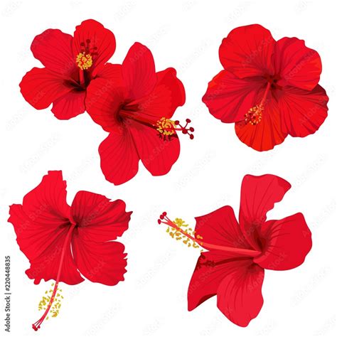 Red Hibiscus Flower Clip Art