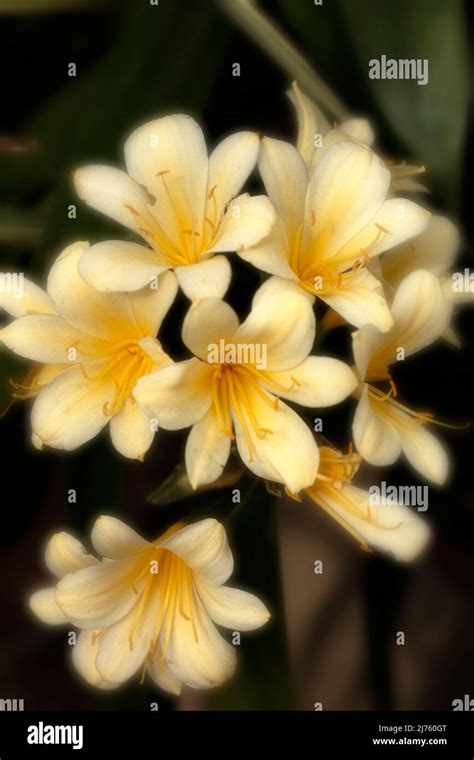 Clivia Bodnant Yellow Hi Res Stock Photography And Images Alamy