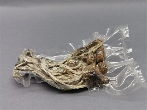 Cogumelo P Cubensis Cambodian Pacotes De 10g