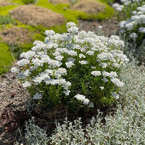 Iberis Sempervirens Snowflake Midwest Groundcovers Llc