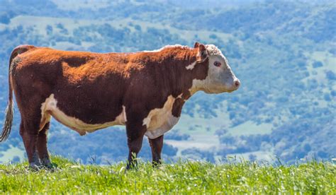 7 Red And White Cow Breeds Farmhouse Guide