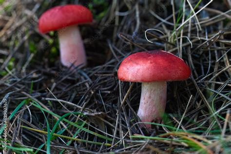 Lactarius Deliciosus Commonly Known As The Delicious Milk Cap Saffron