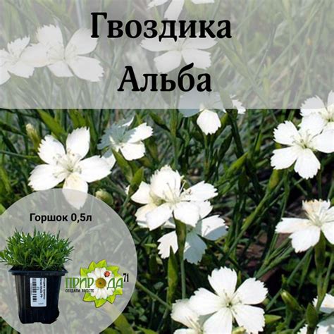 Гвоздика травянка Альба - купить с доставкой по выгодным ценам в ...