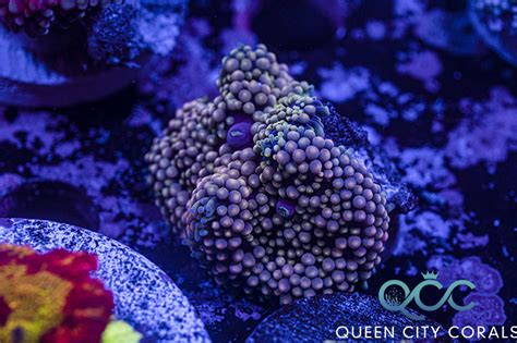 Pink Ricordea Mushroom Wysiwyg Queen City Corals