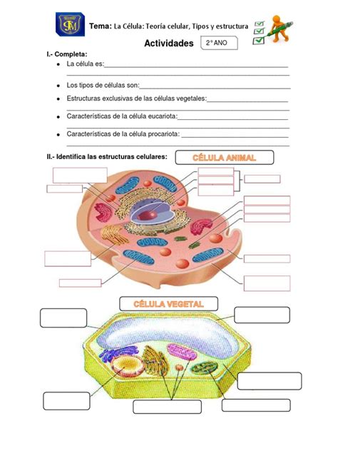 Actividades Célula