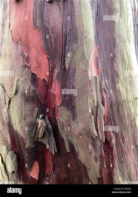 Yew tree bark Stock Photo - Alamy