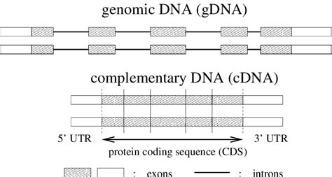 Schematic View Of Genomic And Cdna Exons Are The Segments Of The Gene