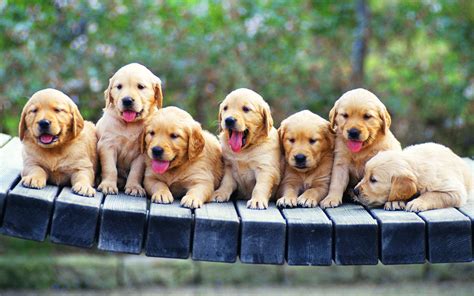 Cute Golden Retriever Puppies Wallpaper