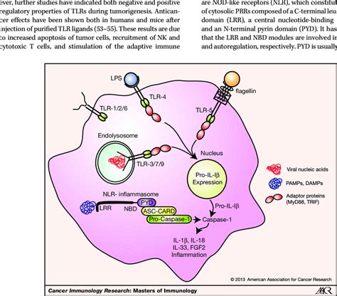 Innate Immune Response In Inflammation TLRs And NLRs Are Two Forms Of