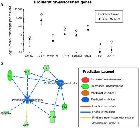 MRNA Expression Indicates An Inhibition Of Proliferation After