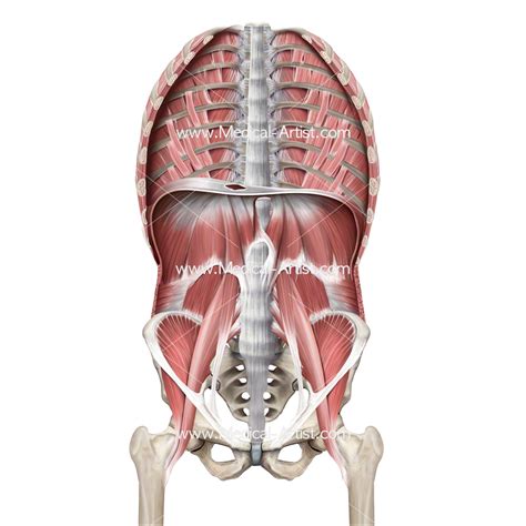 Medical Illustrations Muscle Vascular Abdominal Wall Anatomy