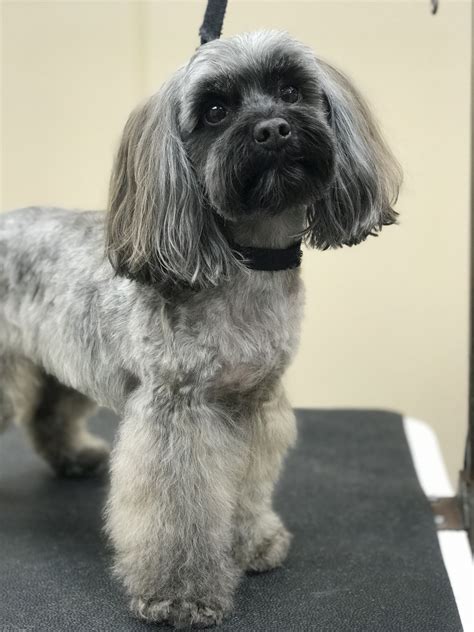 Havanese Grooming Styles