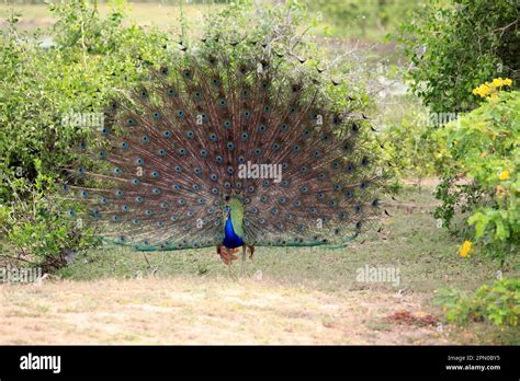 Indian Peafowl Pavo Cristatus Adult Male Beats Wheel Courtship