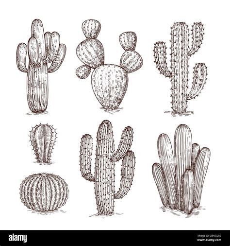 Hand Drawn Cactus Western Desert Cacti Mexican Plants In Sketch Style Cactuses Doodle Vector