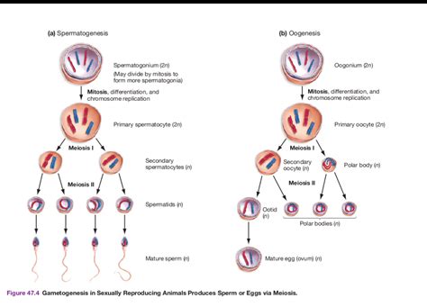 Meiosis And Gametogenesis Diagram Quizlet