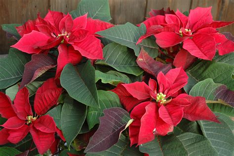 Are Poinsettias Poisonous The Biking Gardener