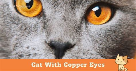 Top 6 Cat With Copper Eyes: Enchanting Elegance