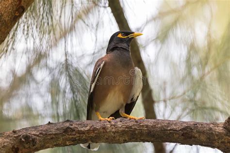 Common Myna Indian Mynah Bird Yellow Eye Patch Perching Stock Photos