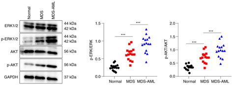 Mek Erk And Pi K Akt Pathway Inhibitors Affect The Transformation Of