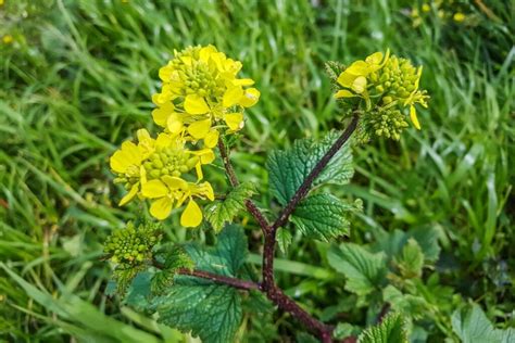 Black Mustard Plants