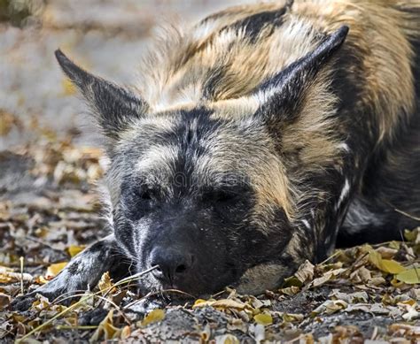 African hunting dog 8 stock photo. Image of tail, spotted - 102919922